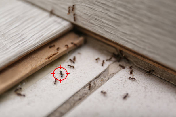 Best Pest Removal Services  in Bowling Green, MD