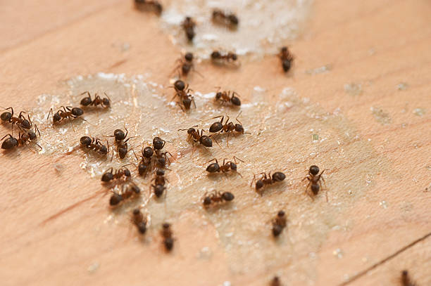 Best Exterminator Services  in Bowling Green, MD