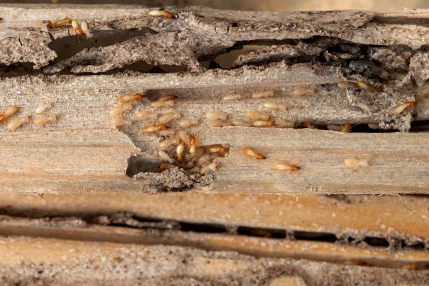 Best Wasp Removal Services  in Bowling Green, MD